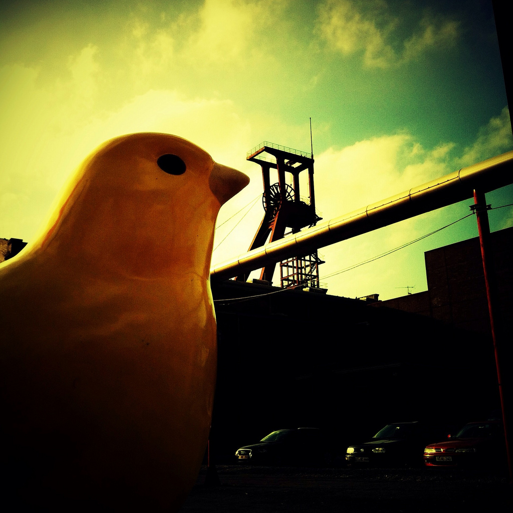 Charming answer Canaries swinging heaven All Canaries swinging heaven for